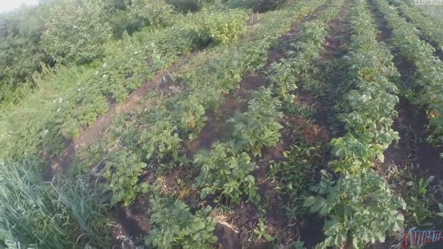 Поливаю картошку в жару, что растет, привитые яблони 2022, насос Малыш смотреть онлайн