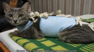 Когда у кошек начинается первая течка: признаки