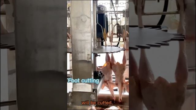 Cutting the Chicken Feet Automatically смотреть онлайн