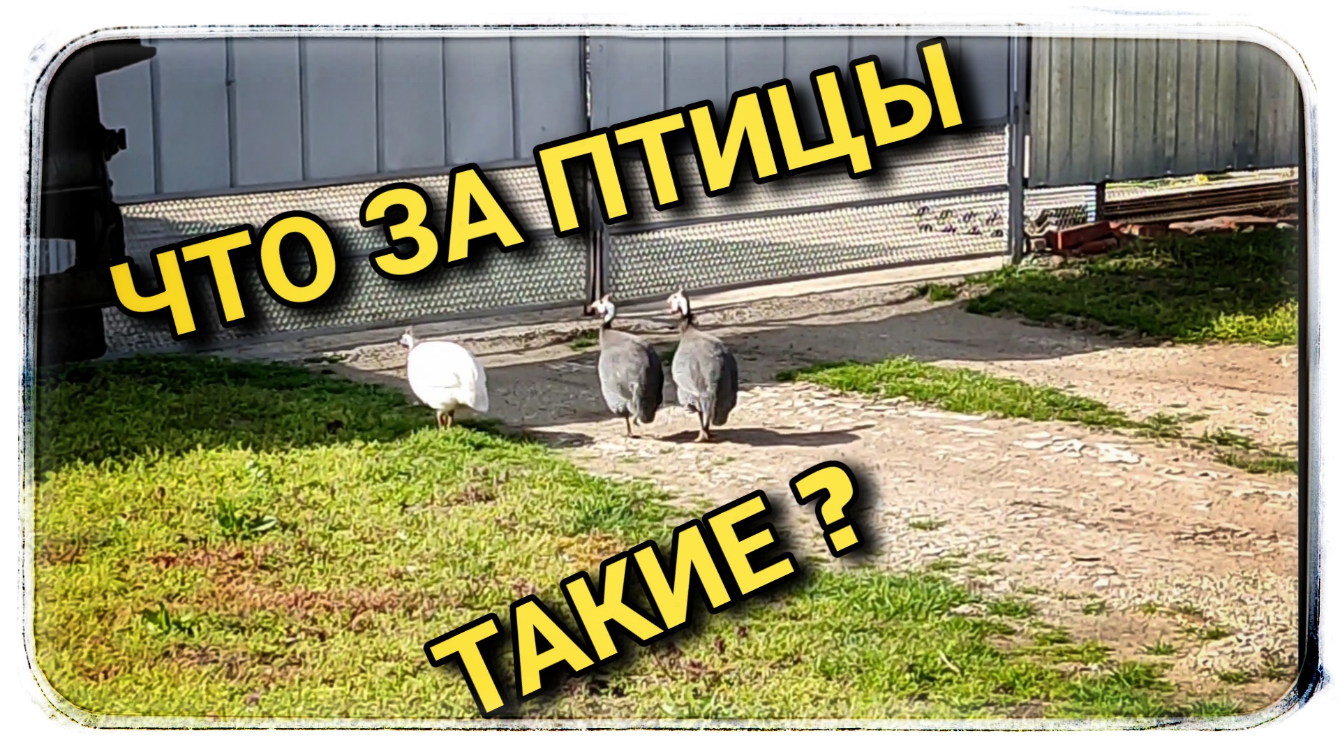 Что за птичка такая красивая!? смотреть онлайн