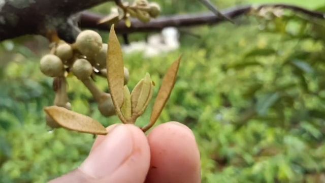 MANFAAT PEMBUANGAN BUNGA DURIAN DURIHITAM SEJAK DINI смотреть онлайн