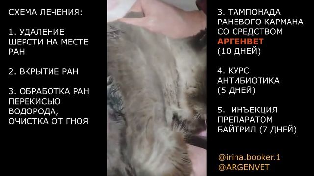 Применение спрея АргенВет при лечении гнойных ран у кошки смотреть онлайн