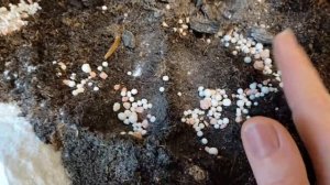 Пересаживаю Хлорофитум. ГРУНТ ДЛЯ ХЛОРОФИТУМА.