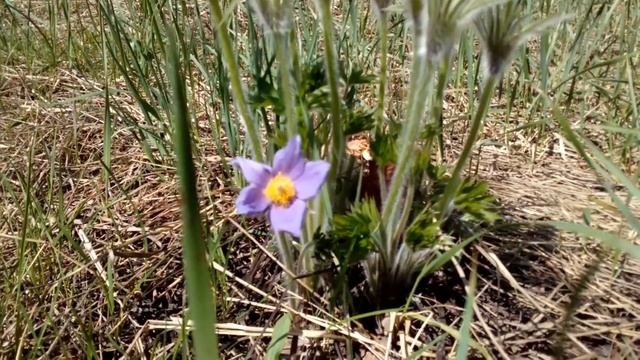 Сон-трава или прострел весенний смотреть онлайн
