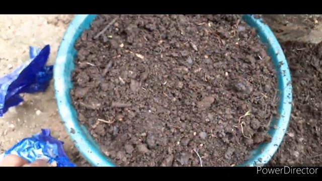 How To Grow Brugmansia,Angel Trumpet From Seeds And Cutting