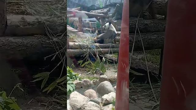 панда смотреть онлайн