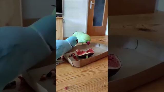 У Макса инжир вкуснее? @yosha28 смотреть онлайн
