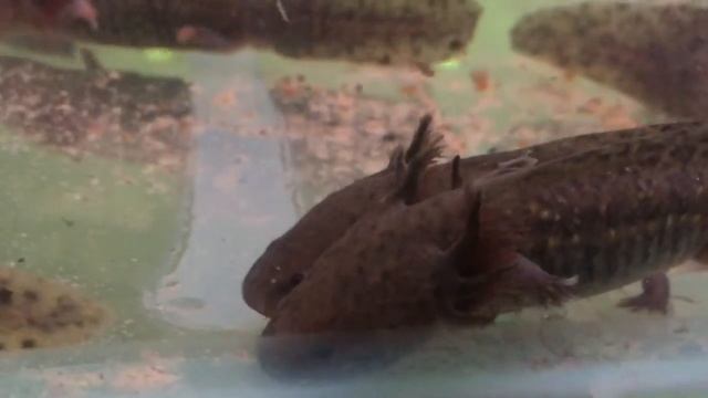 Аксолотль Axolotl Ambystoma Mexicanum продажа оптом