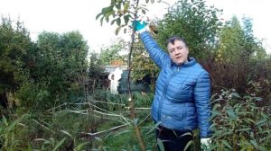 Обрезка и формирование молодого грецкого ореха.