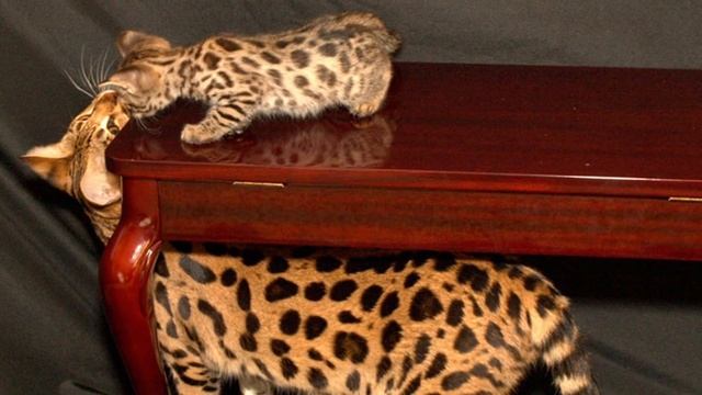 ЖИВОТНЫЕ, В КОТОРЫХ СЛОЖНО ПОВЕРИТЬ (ГИБРИДЫ) смотреть онлайн