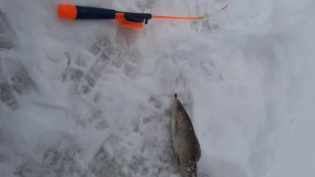 Рабалка на хариуса. ловим хариуса в Архангельской области. смотреть онлайн