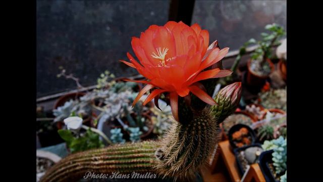 Trichocereus grandiflorus "Red Star" from buds to bloom. смотреть онлайн