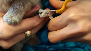Стрижём коготочки 16-ти дневному щенку померанского шпица❤