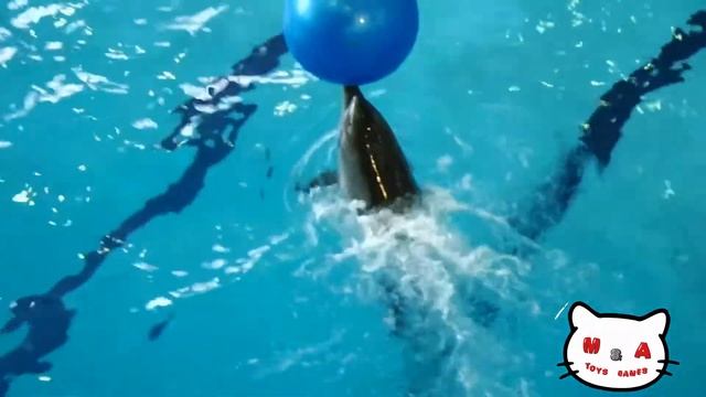 Шоу дельфинов, дельфины играют в воде. MaryAnn плавает с дельфинами. смотреть онлайн