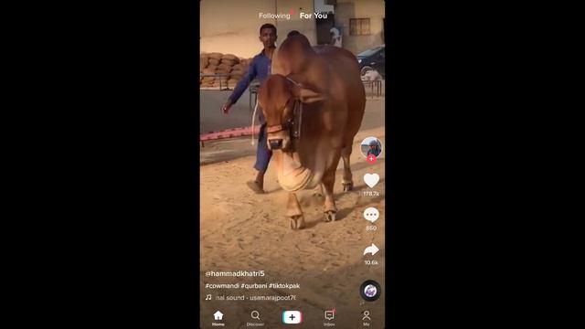 How to Share TikTok Video to Whatsapp ( Android & iPhone ) смотреть онлайн