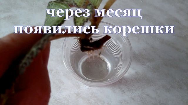 Размножение эписции черенками. смотреть онлайн