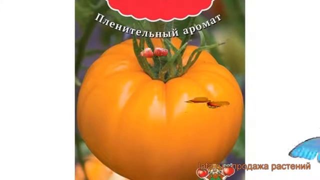 Томат обыкновенный Сюрприз желтый ? обзор: как сажать, семена томата Сюрприз желтый смотреть онлайн