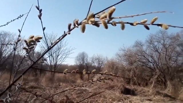 Апрель. Верба цветет. смотреть онлайн