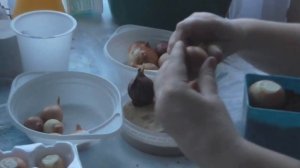 посадка лука на перо в песок и землю. Эксперимент