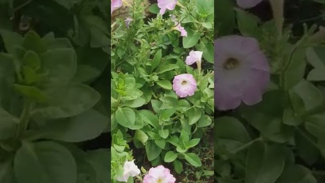 Бабочка калибри в Воронежской области #калибри #удивительнаябабочка #shorts #рекомендации #бражник смотреть онлайн