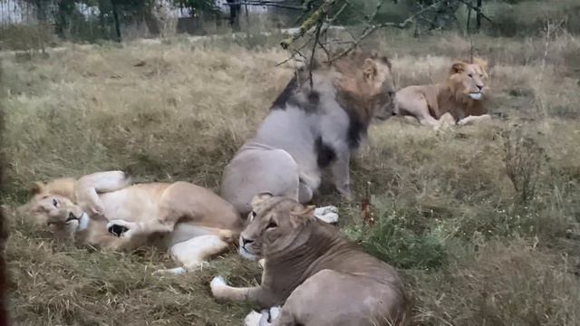 Смелые МОЛОДЫЕ ЛЬВЫ освоили всю саванну! смотреть онлайн