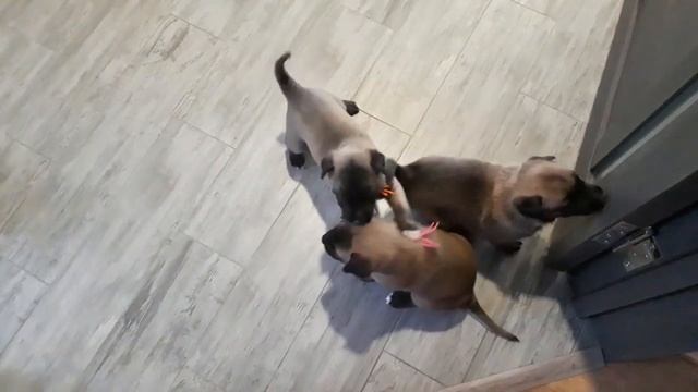 Щенки малинуа, Г-помет, питомник Frei Wind. Возраст 26 дней смотреть онлайн