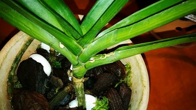 RHYNCHOSTYLIS ,RHYNCHORIDES ОБЗОР. смотреть онлайн