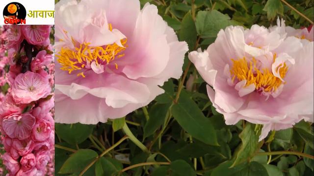 PEONY GARDEN SHOW FOR FLOWER LOVERS смотреть онлайн