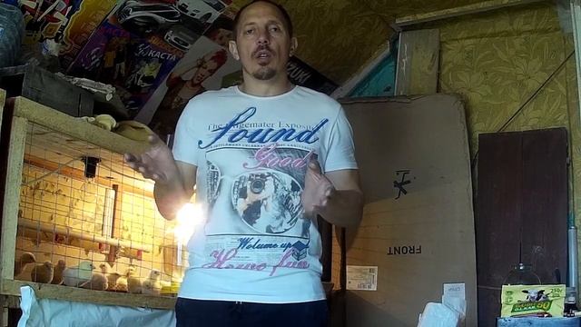 (ч.9)Пропаивание и Кормление Цыплят Бройлера для Максимального Роста. смотреть онлайн