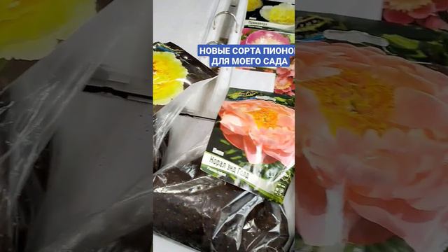 КУПИЛА НОВЫЕ СОРТА ПИОНОВ. смотреть онлайн