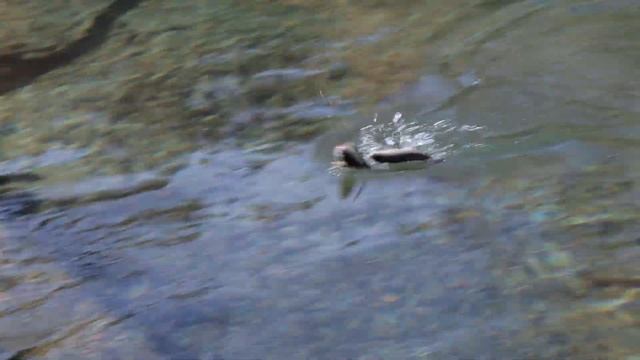 Ловля Большой Рыбы