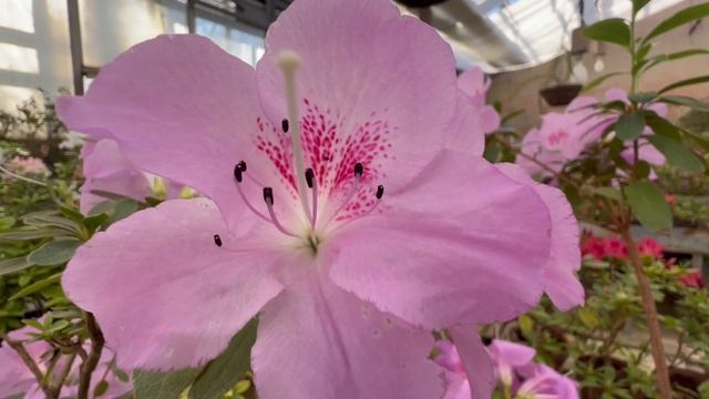 «Даша подскажет»: сибирский ботанический сад — это надо видеть!