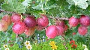 Крыжовник обыкновенный Краснославянский (красный) ? Посадка. саженцы крыжовника: особенности сорта