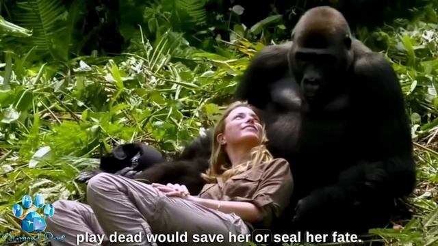 What a Gorilla Did to a Tourist in the Jungle Shocked the Whole World! смотреть онлайн