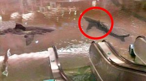 10 Случаев, Когда Стекло в Аквариуме Оказалось Недостаточно Прочным