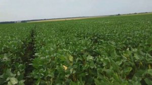 Соя, сорт Командор, осмотр