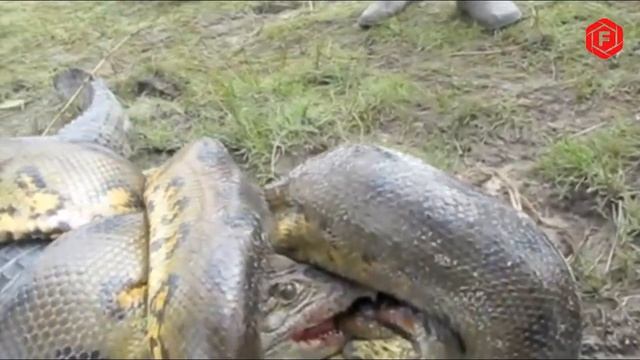 Pertarungan Anaconda dan Buaya, Anaconda Sudah Melilit Si Buaya Tapi Buaya Lakukan Ini Ke Anaconda смотреть онлайн