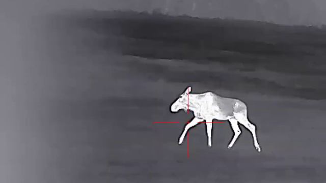 Лоси вышли на вабу. Охота с тепловизором. смотреть онлайн