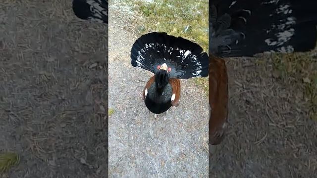 Соловки. Глухарь. Бегство! )) (часть 3) смотреть онлайн