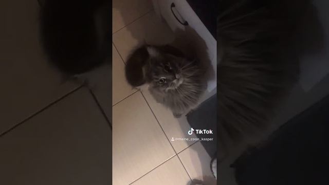 Наказание кота? mainecoon. Злой кот. Хищник. Кот с кисточками на ушах. Кот и человек. Мейн-кун. смотреть онлайн