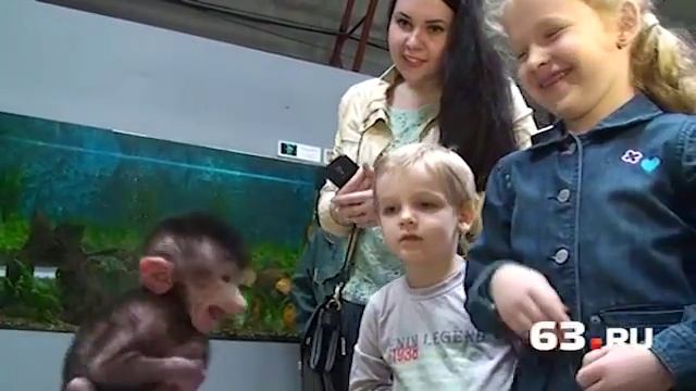 Детеныш гамадрила поразил самарцев смотреть онлайн