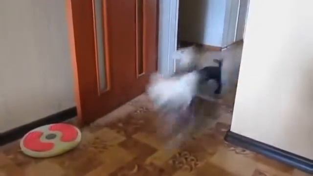 Самые маленькие собачки в мире смотреть онлайн