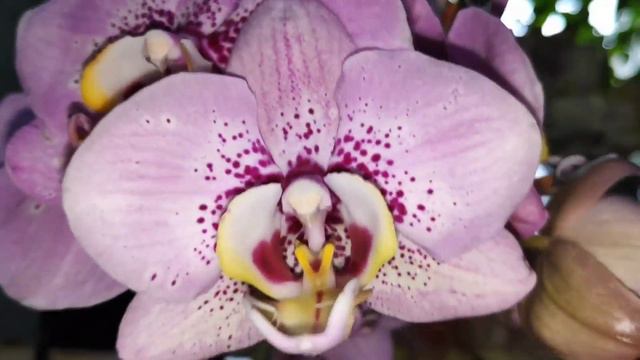 🌺МОИ ОРХИДЕИ🌺ЦВЕТУЩИЕ В ФЕВРАЛЕ 2020 ГОДА.2часть, My orchids blooming in the month of February смотреть онлайн