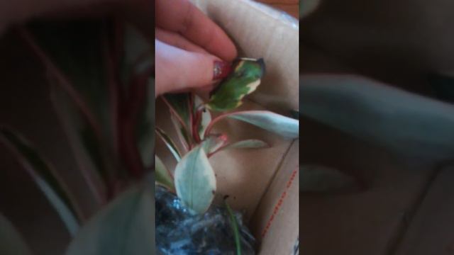 Распаковка посылки 🍀 смотреть онлайн