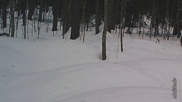 ЛИСЬИ ПЛЯСКИ У НОРЫ БАРСУКА смотреть онлайн