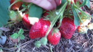 Земляника Вима Ксима 2019 г. Верхозин Юрий.