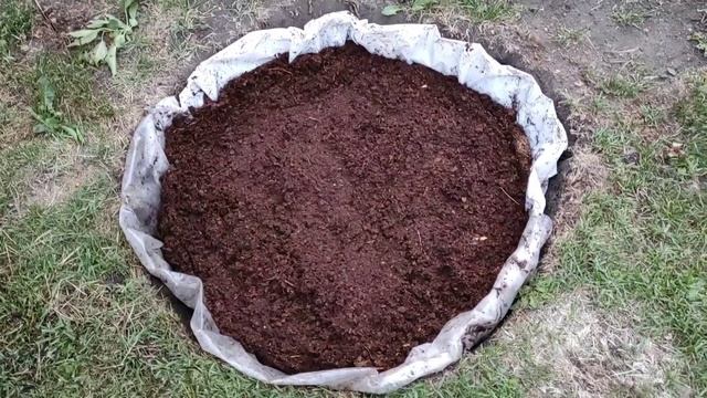 Посадка голубики. Самый правильный Грунт для голубики. смотреть онлайн