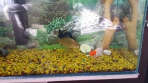 Карась в аквариуме