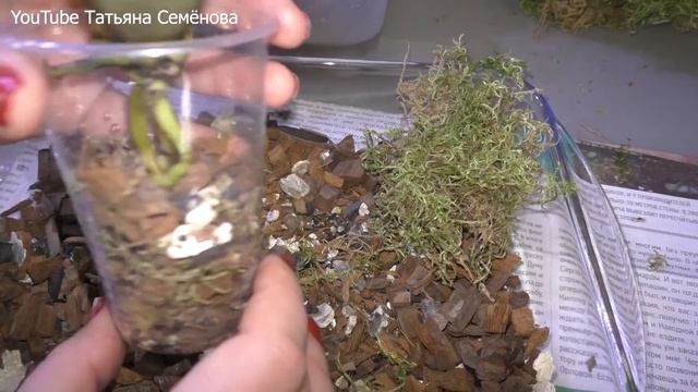 Новые орхидеи. Как я это делаю. Тонкости и нюансы посадки. смотреть онлайн