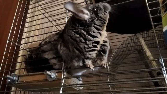 ШИНШИЛЛА ЖЕНЬКА #53 смотреть онлайн